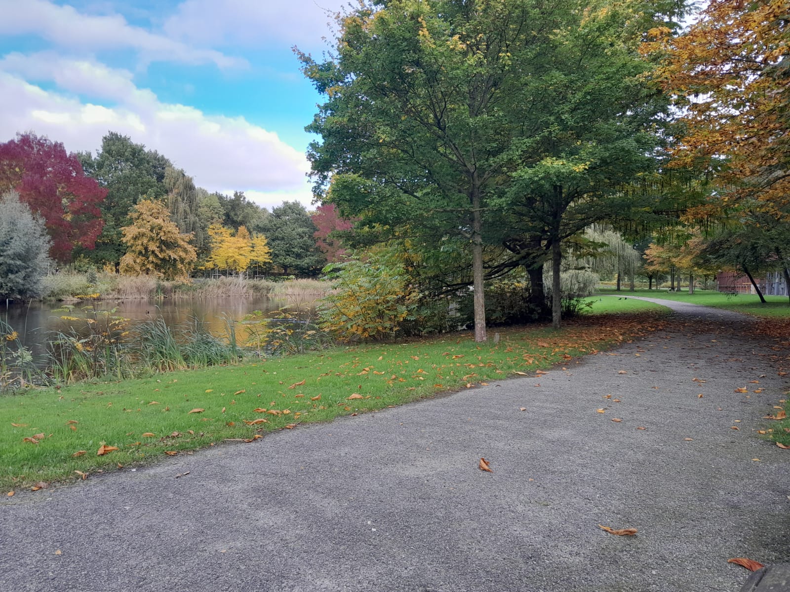 Trees with autumn leaves